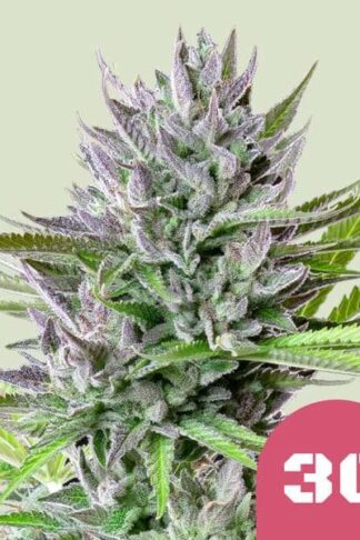 Triple G Feminizowane, Nasiona Marihuany, Konopi, Cannabis