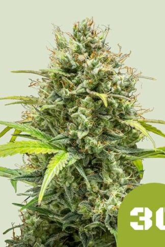 Triple G Automatic Feminizowane, Nasiona Marihuany, Konopi, Cannabis
