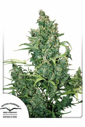 Tundra#2 Automatic Feminizowane, Nasiona Marihuany, Konopi, Cannabis