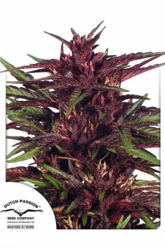 Twilight Feminizowane, Nasiona Marihuany, Konopi, Cannabis