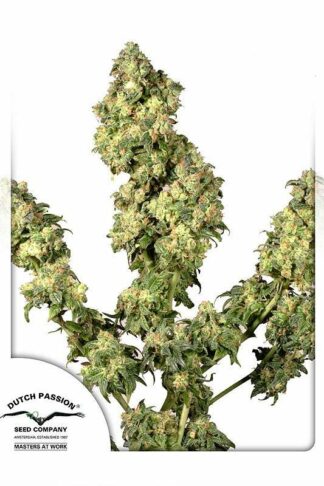 Ultra Skunk Feminizowane, Nasiona Marihuany, Konopi, Cannabis