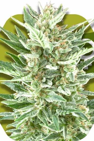 Vanilla Ice Feminizowane, Nasiona Marihuany, Konopi, Cannabis