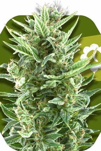 Vanilla Ice Automatic Feminizowane, Nasiona Marihuany, Konopi, Cannabis