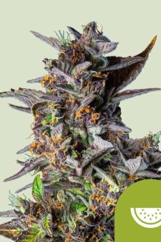 Watermelon Automatic Feminizowane, Nasiona Marihuany, Konopi, Cannabis