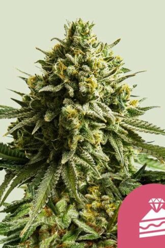 Wedding Cake Feminizowane, Nasiona Marihuany, Konopi, Cannabis