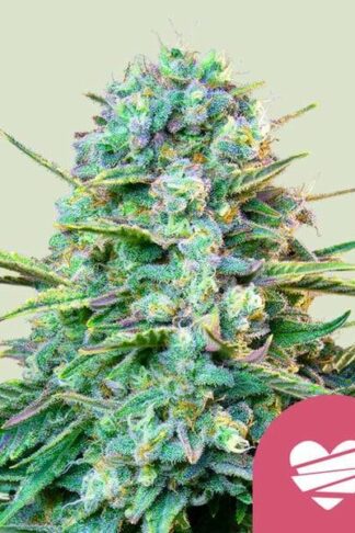 Wedding Crasher Feminizowane, Nasiona Marihuany, Konopi, Cannabis