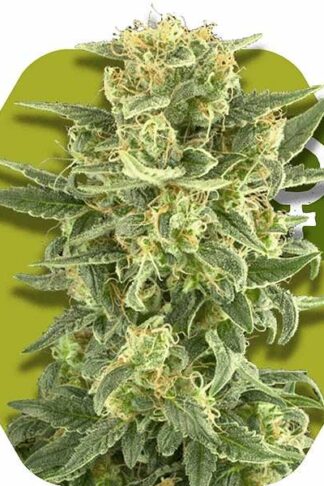 White Cheese Feminizowane, Nasiona Marihuany, Konopi, Cannabis