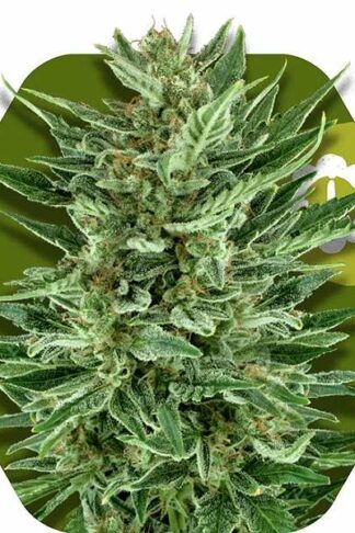 White Cheese Automatic Feminizowane, Nasiona Marihuany, Konopi, Cannabis