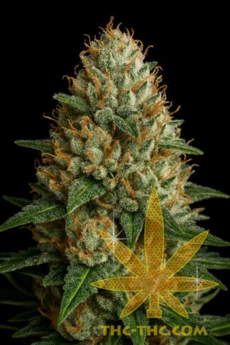 White Freeze Automatic Feminizowane, Nasiona Marihuany, Konopi, Cannabis