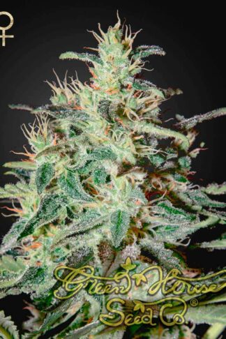 White Lemon Feminizowane, Nasiona Marihuany, Konopi, Cannabis