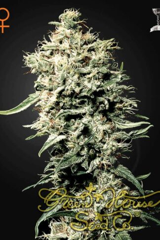White Rhino Feminizowane, Nasiona Marihuany, Konopi, Cannabis