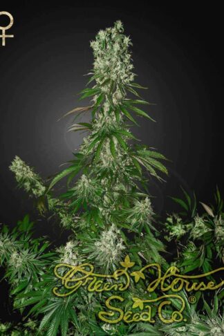 White Strawberry Skunk Feminizowane, Nasiona Marihuany, Konopi, Cannabis