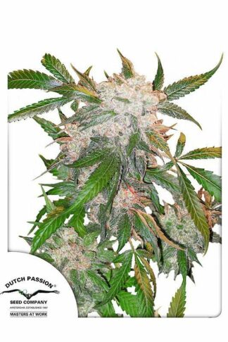White Widow Regularne, Nasiona Marihuany, Konopi, Cannabis