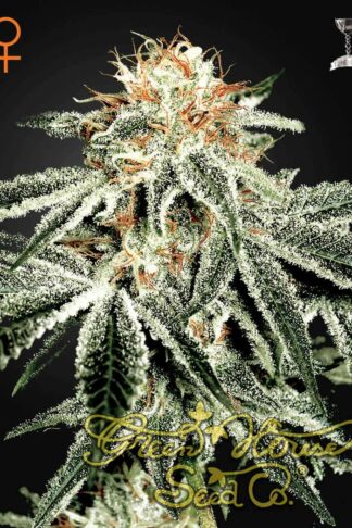 White Widow Feminizowane, Nasiona Marihuany, Konopi, Cannabis