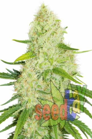 White Widow Feminizowane, Nasiona Marihuany, Konopi, Cannabis