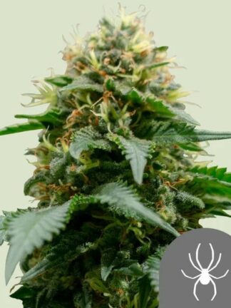 White Widow Regularne, Nasiona Marihuany, Konopi, Cannabis