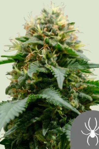 White Widow Regularne, Nasiona Marihuany, Konopi, Cannabis