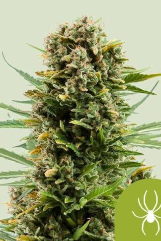 White Widow Automatic Feminizowane, Nasiona Marihuany, Konopi, Cannabis