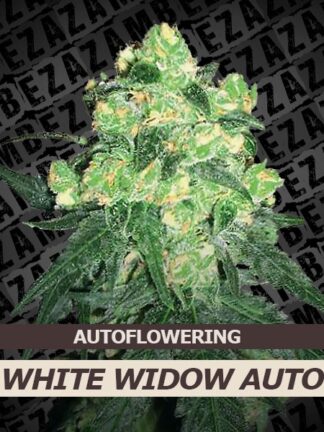 White Widow Automatic Feminizowane, Nasiona Marihuany, Konopi, Cannabis