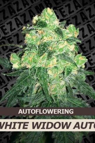 White Widow Automatic Feminizowane, Nasiona Marihuany, Konopi, Cannabis