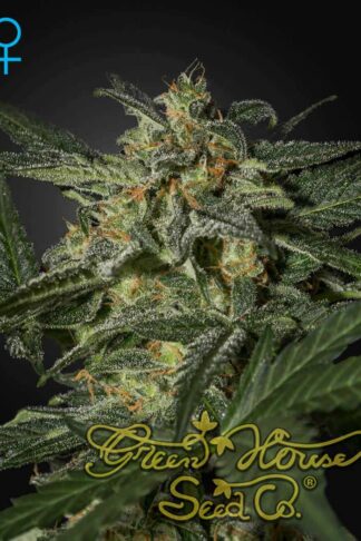 White Widow Automatic Feminizowane, Nasiona Marihuany, Konopi, Cannabis