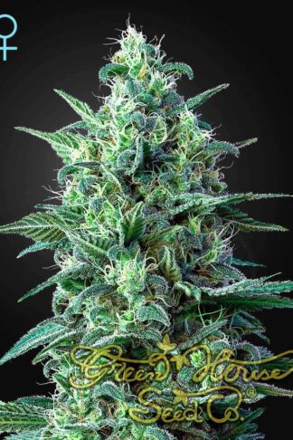 White Widow CBD Automatic Feminizowane, Nasiona Marihuany, Konopi, Cannabis