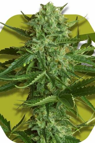 White Widow Haze Feminizowane, Nasiona Marihuany, Konopi, Cannabis