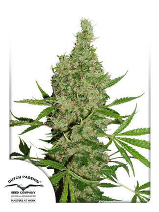 White Widow X The Ultimate Regularne, Nasiona Marihuany, Konopi, Cannabis