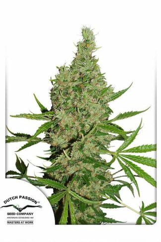 White Widow X The Ultimate Regularne, Nasiona Marihuany, Konopi, Cannabis
