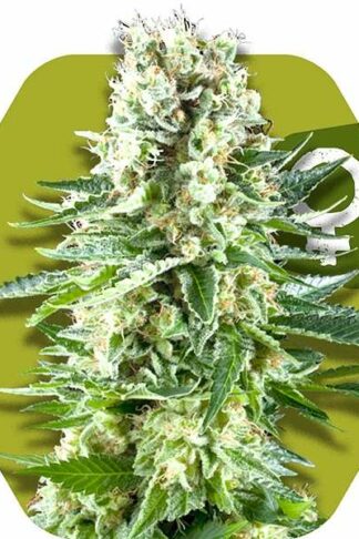 White Widow XL Feminizowane, Nasiona Marihuany, Konopi, Cannabis