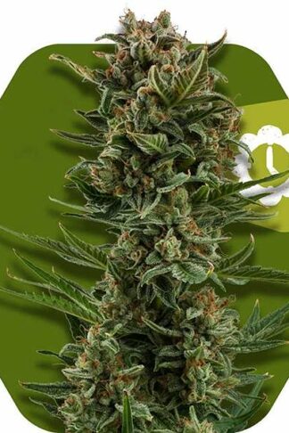 White Widow XL Automatic Feminizowane, Nasiona Marihuany, Konopi, Cannabis