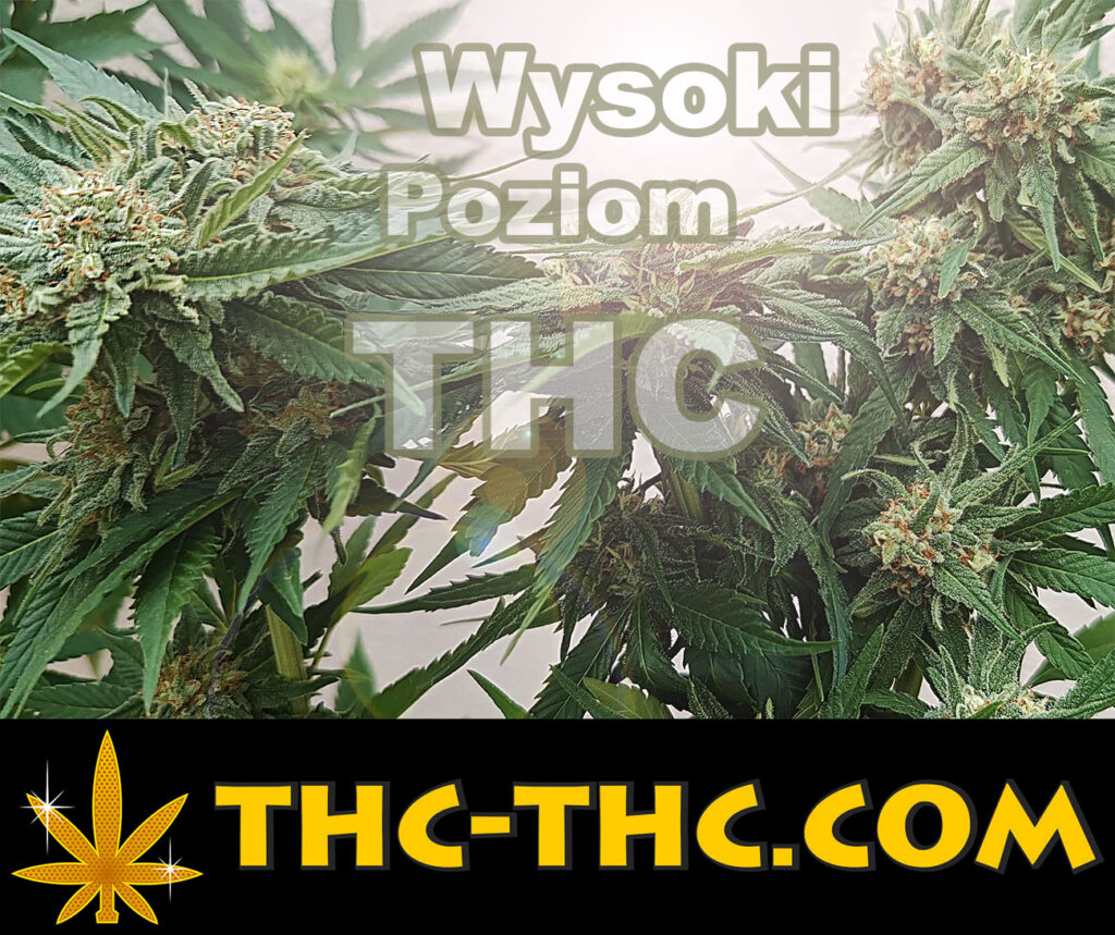 thc na bardzo wysokim i ekstremalnym poziomie